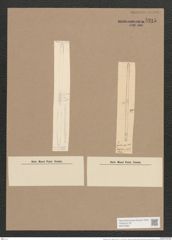 Synedra ulna var. obtusa (W. Sm.) V. H. (de-Toni-Nr.: Genus 66, Species 2584) Zeichnungen Sammlung Grunow Nr. 5215 (NHMW-BOT-W0373582)